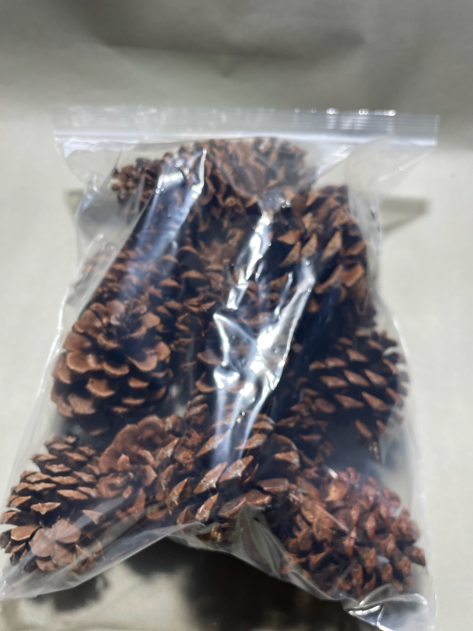 Brown Natural Pine Cones