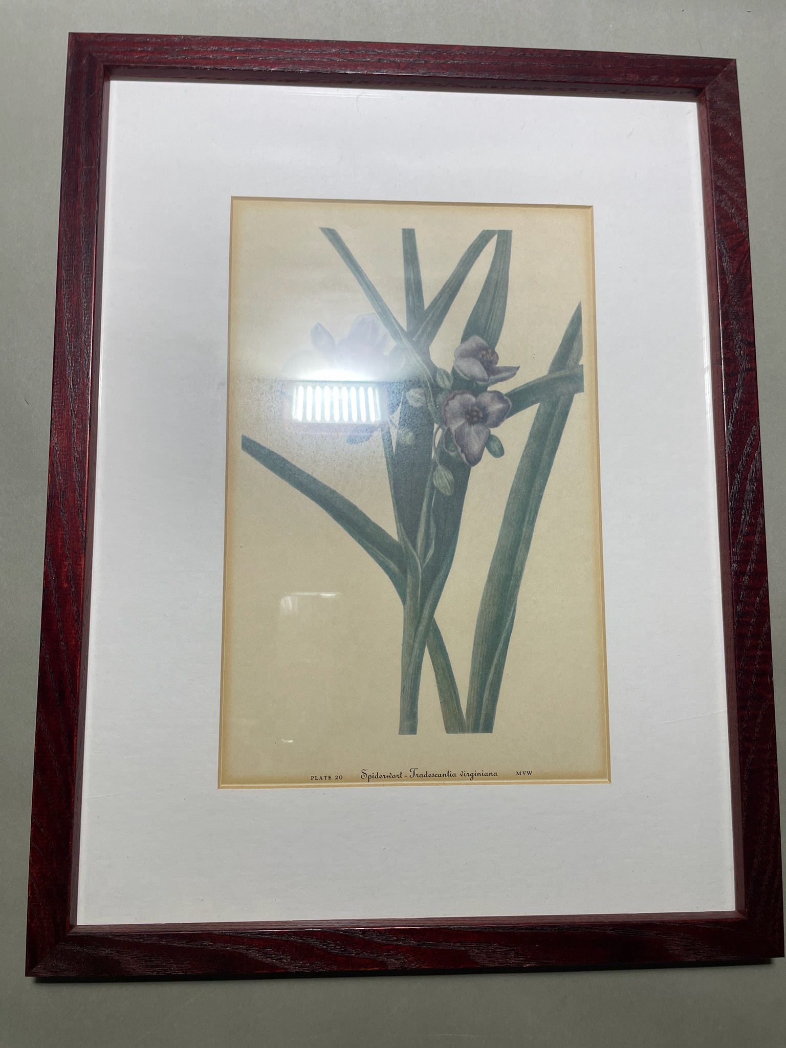 Reddish-Brown Matted Framed Botanical Print