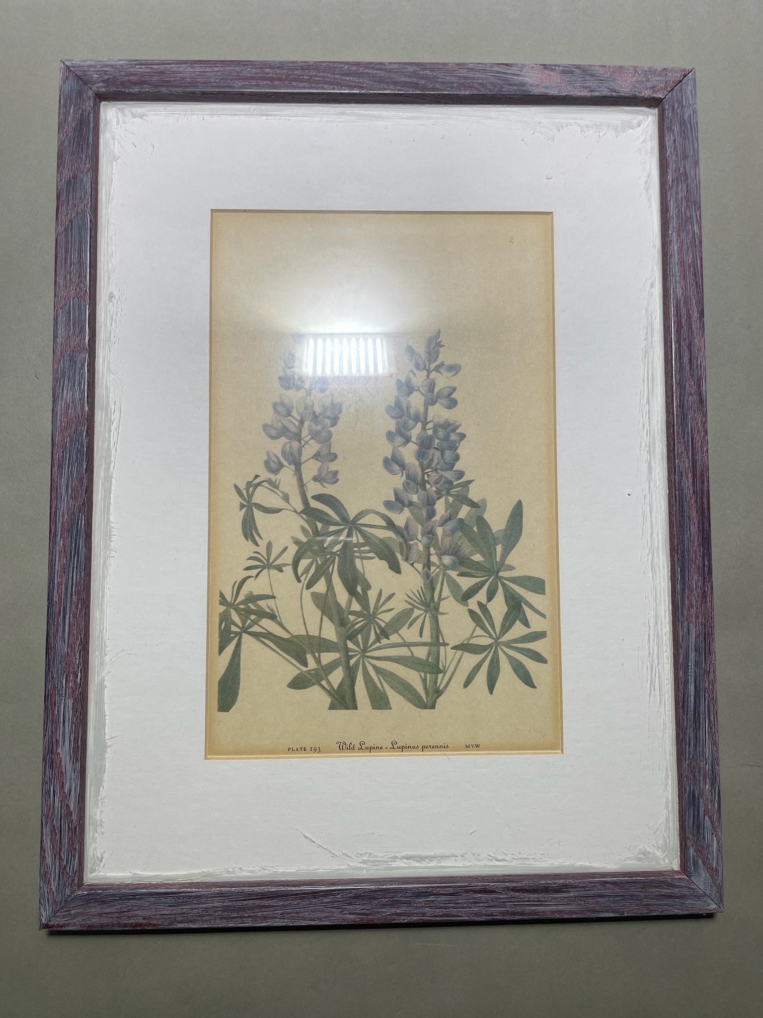 Off-White Matted Framed Botanical Print