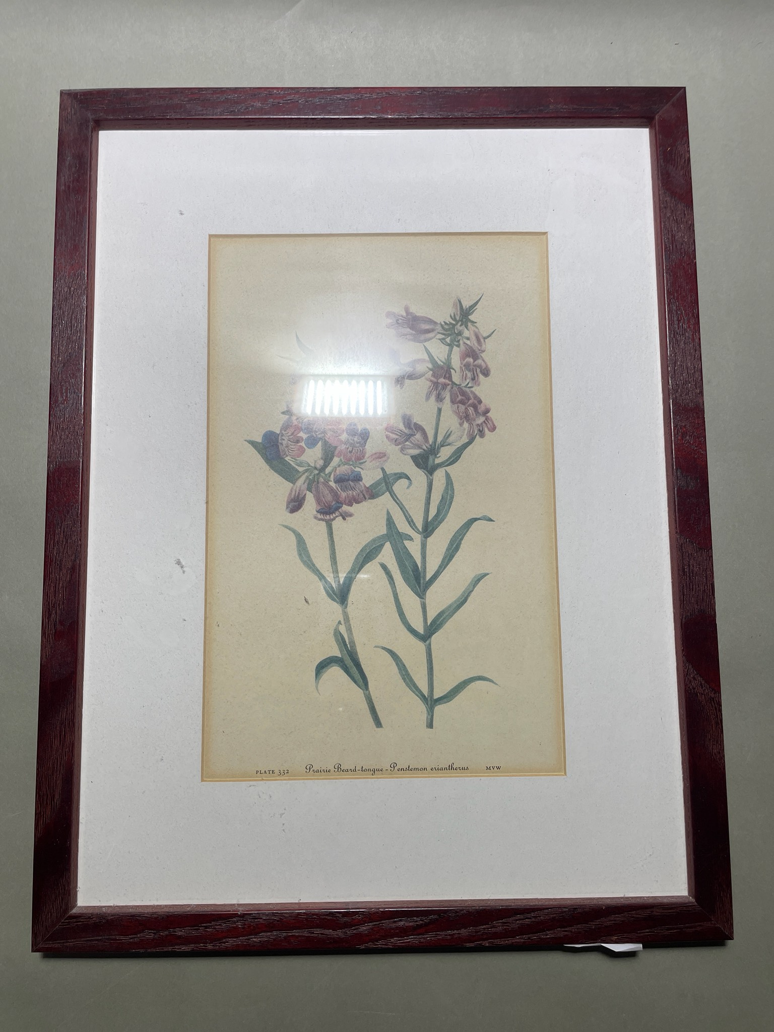 Dark Reddish-Brown Matted Framed Botanical Print