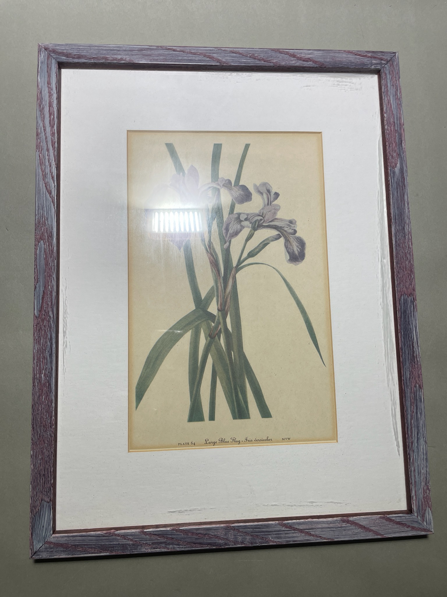 Cream Matted Botanical Print