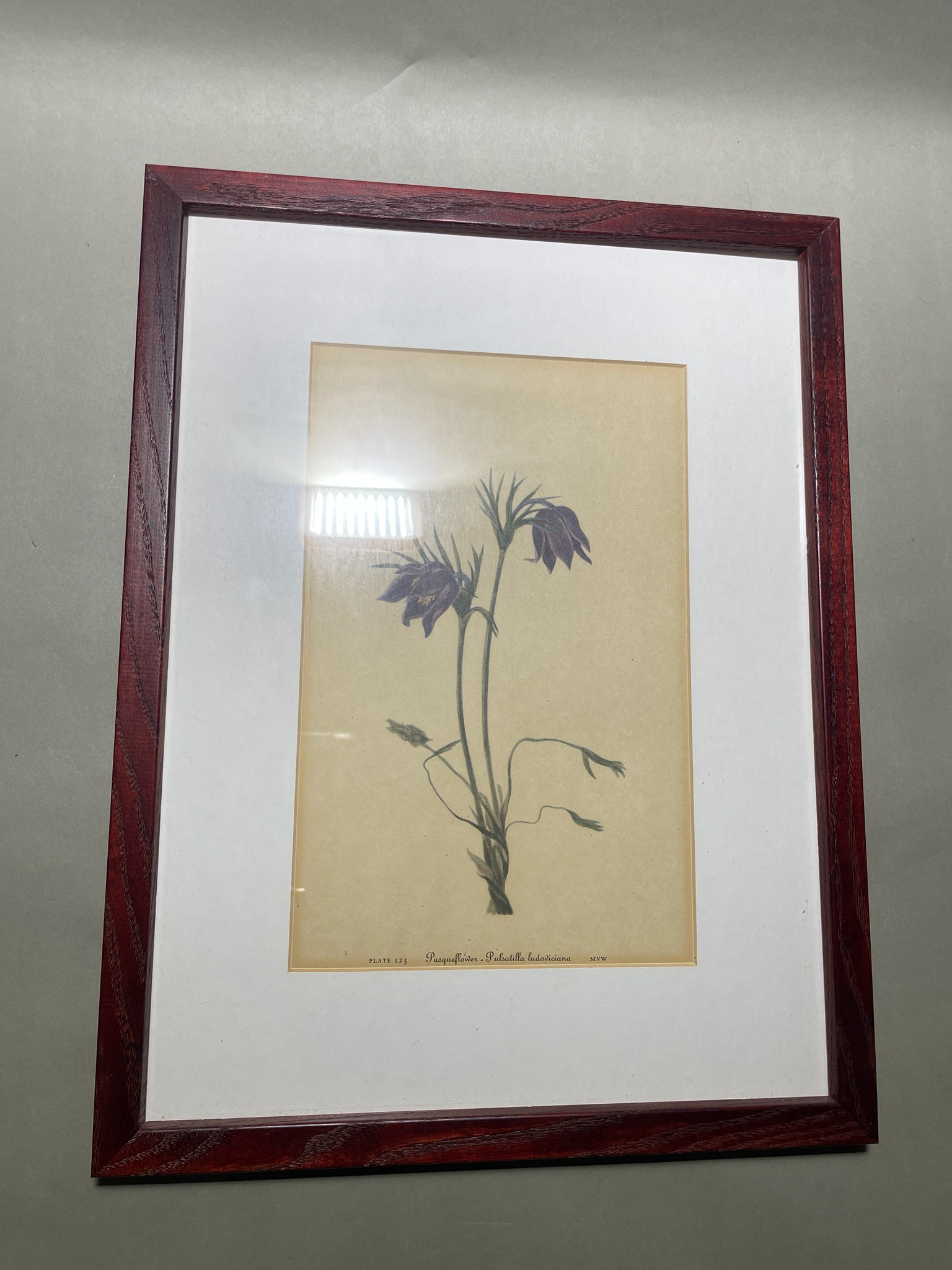 Red-Brown Wood Framed Botanical Print