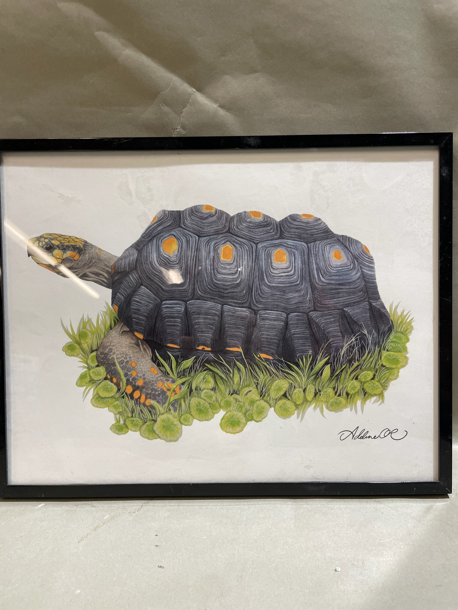 Black Framed Tortoise Wall Art