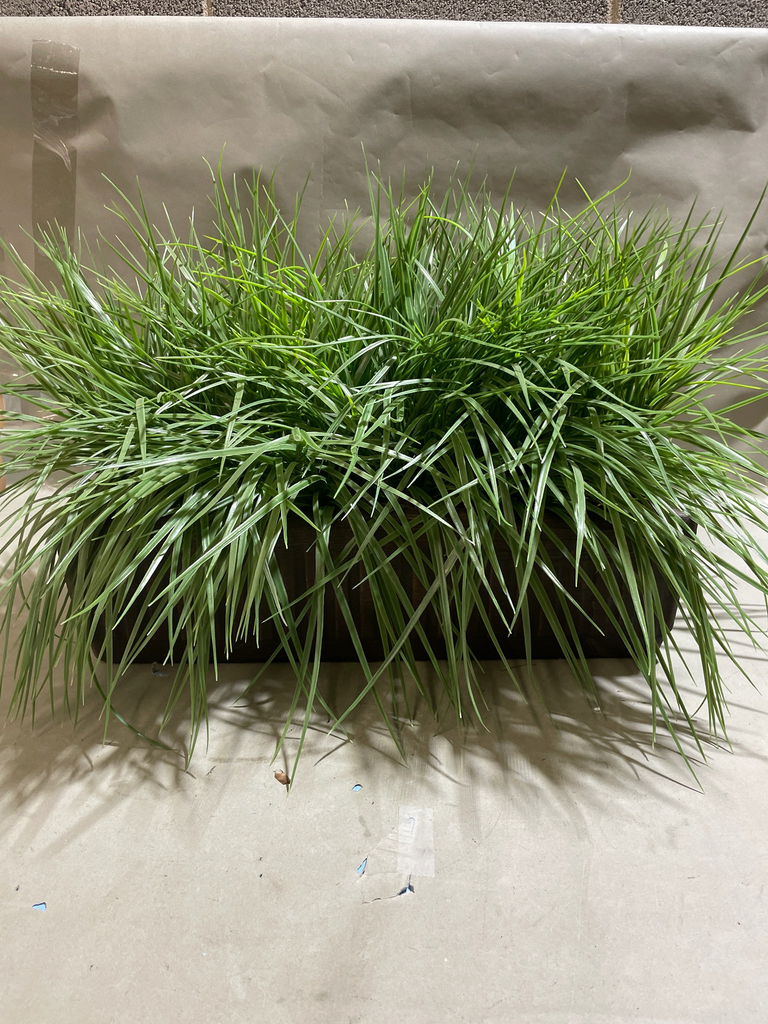 Green Grass Foliage Arrangement in Rectangular Planter